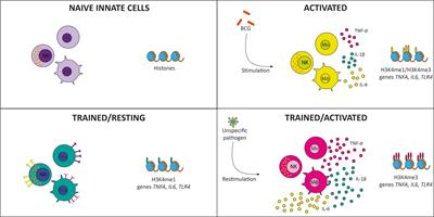 Induction of Trained Immunity by Recombinant Vaccines